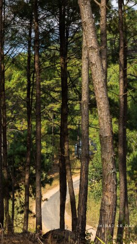 Trees Forest Road Meghalaya 4K Ultra HD Mobile Wallpaper