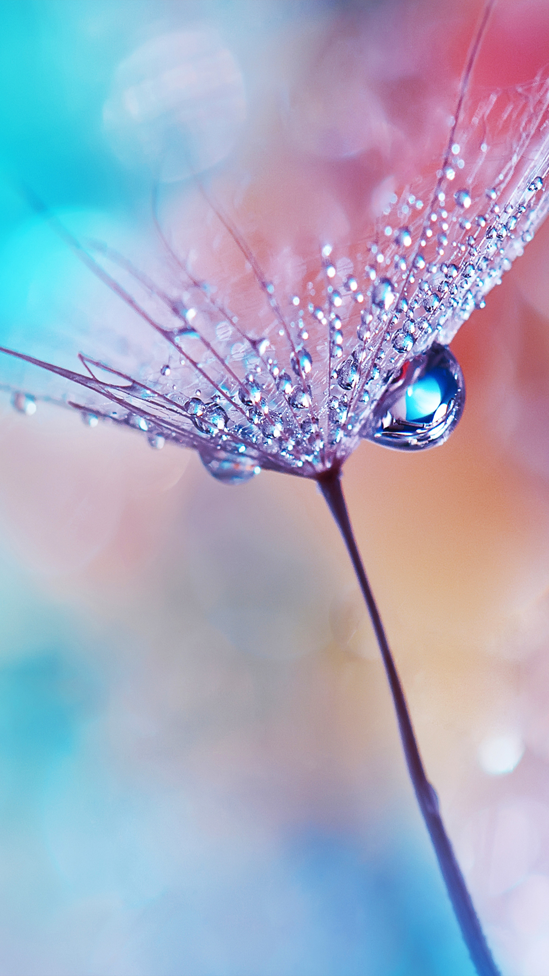 Dew Drops Flower Bokeh Macro 4K Ultra HD Mobile Wallpaper
