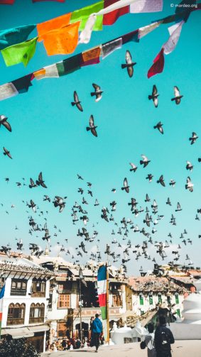 Pigeons Buddha Monastery Nepal Photography 4K Ultra HD Mobile Wallpaper