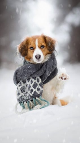 Puppy Scarf Snow Winter Ultra HD Mobile Wallpaper