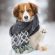 Puppy Scarf Snow Winter Ultra HD Mobile Wallpaper