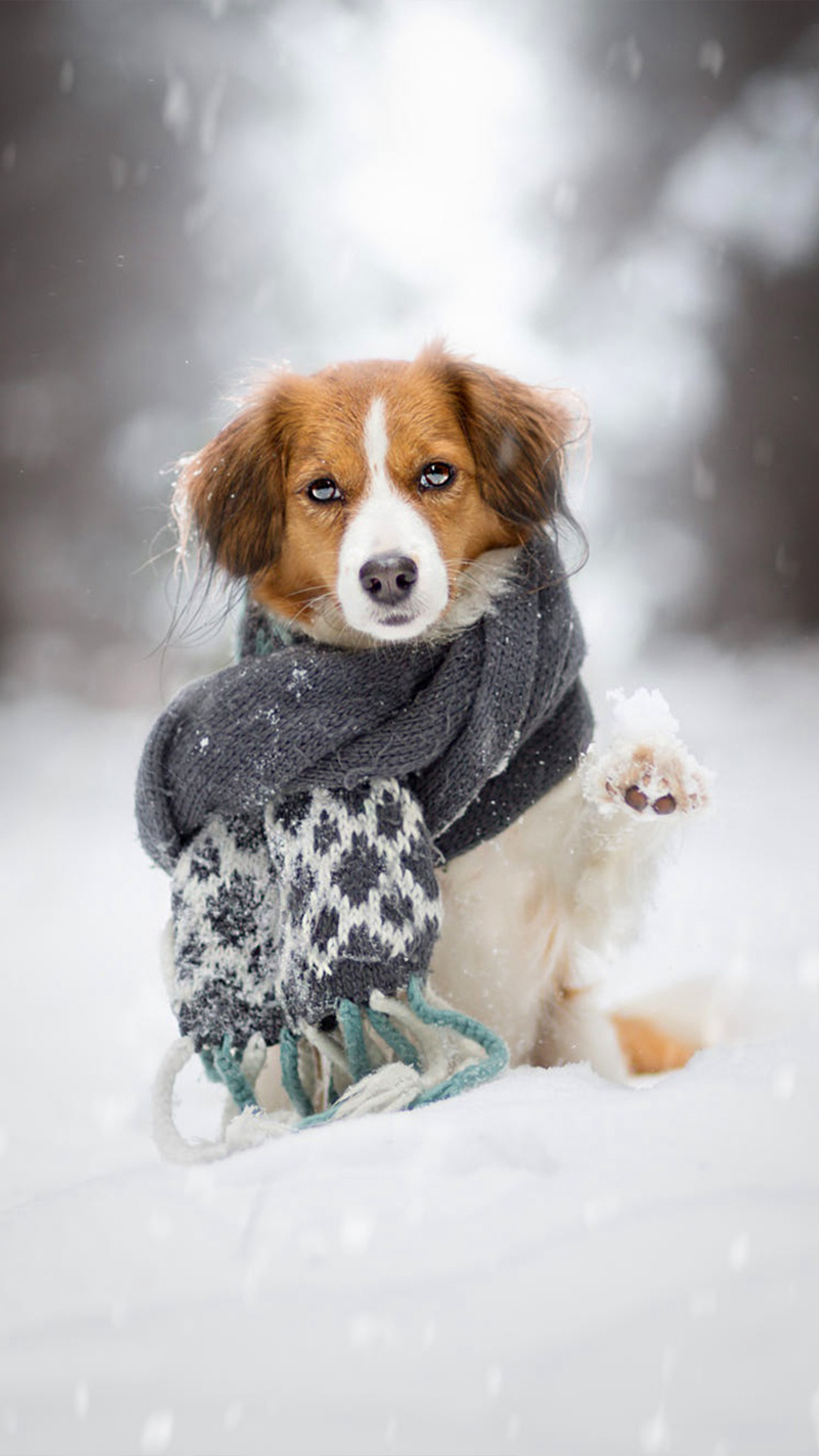 Puppy Scarf Snow Winter 4K Ultra HD Mobile Wallpaper