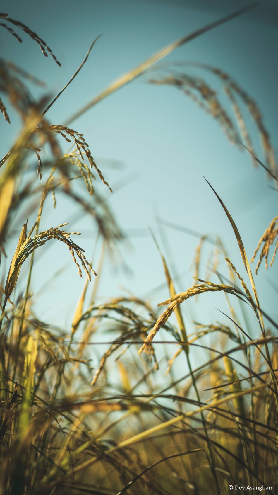 Rice Plants Photography 4K Ultra HD Mobile Wallpaper