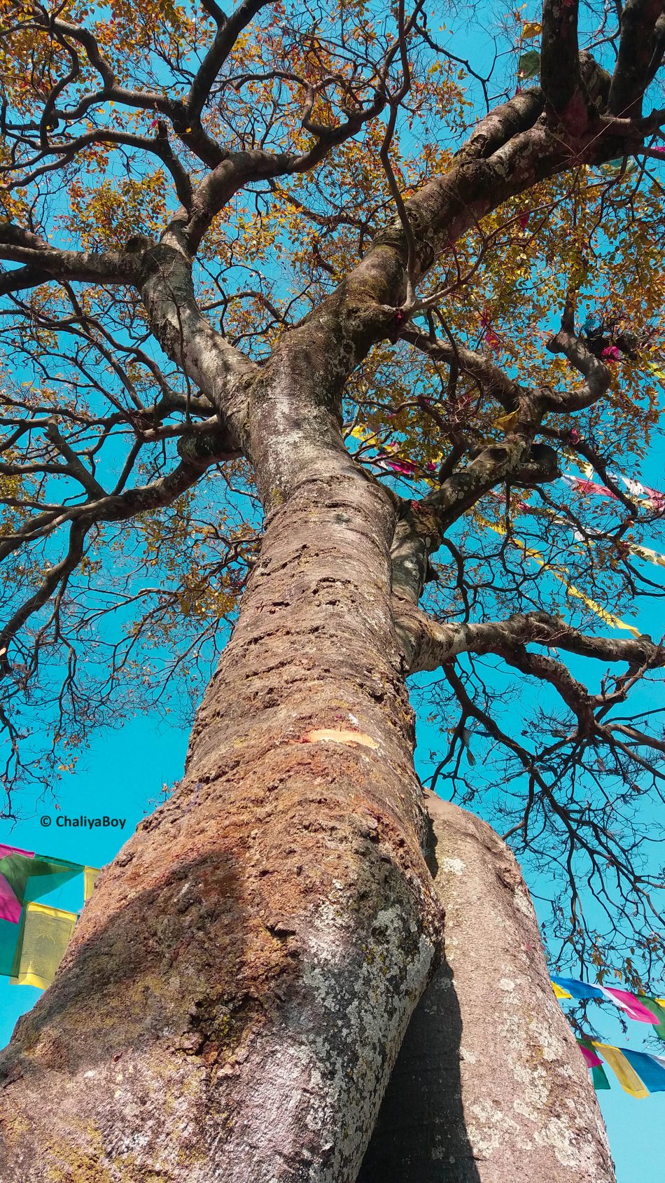 Tree Blue Sky Buddhist Flags 4K Ultra HD Mobile Wallpaper