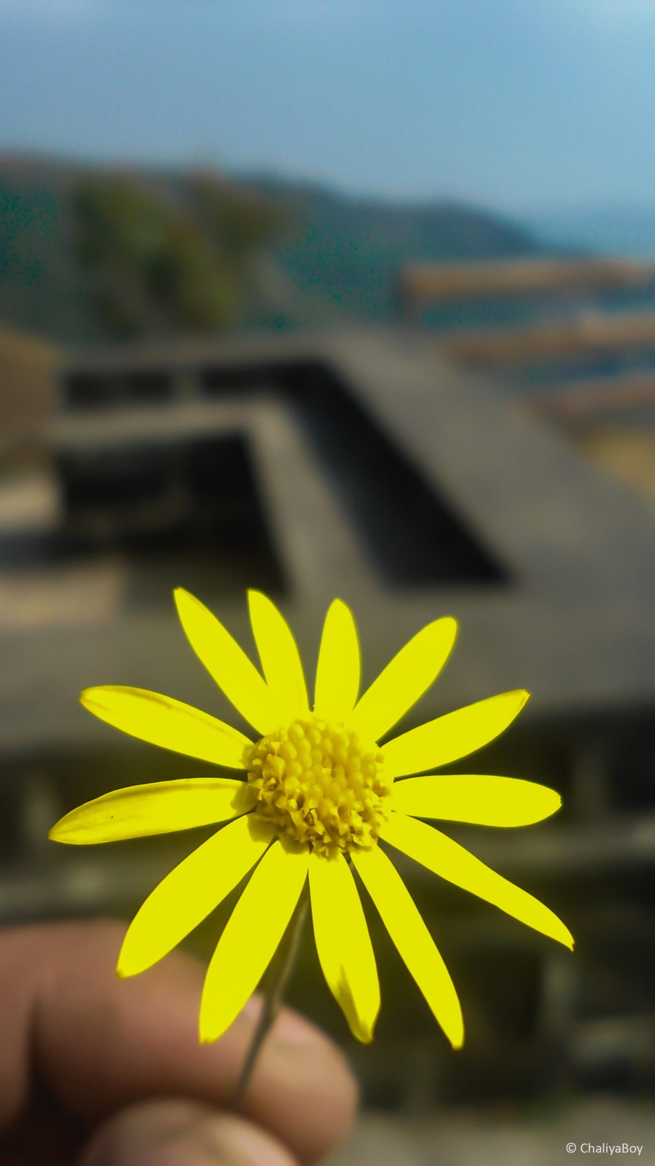 Yellow Flower 4K Ultra HD Mobile Wallpaper