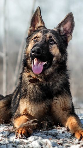 German Shepherd Pet Dog Snow 4K Ultra HD Mobile Wallpaper