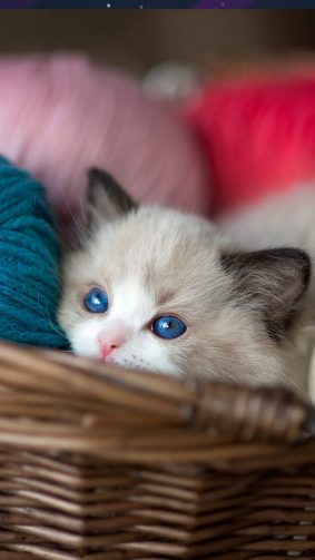 Kitten Blue Eyes Wool Balls 4K Ultra HD Mobile Wallpaper