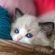 Kitten Blue Eyes Wool Balls 4K Ultra HD Mobile Wallpaper