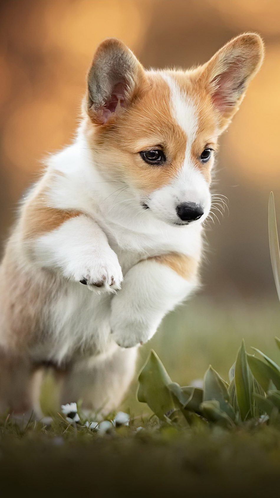 Corgi Puppy Pet Dog 4K Ultra HD Mobile Wallpaper