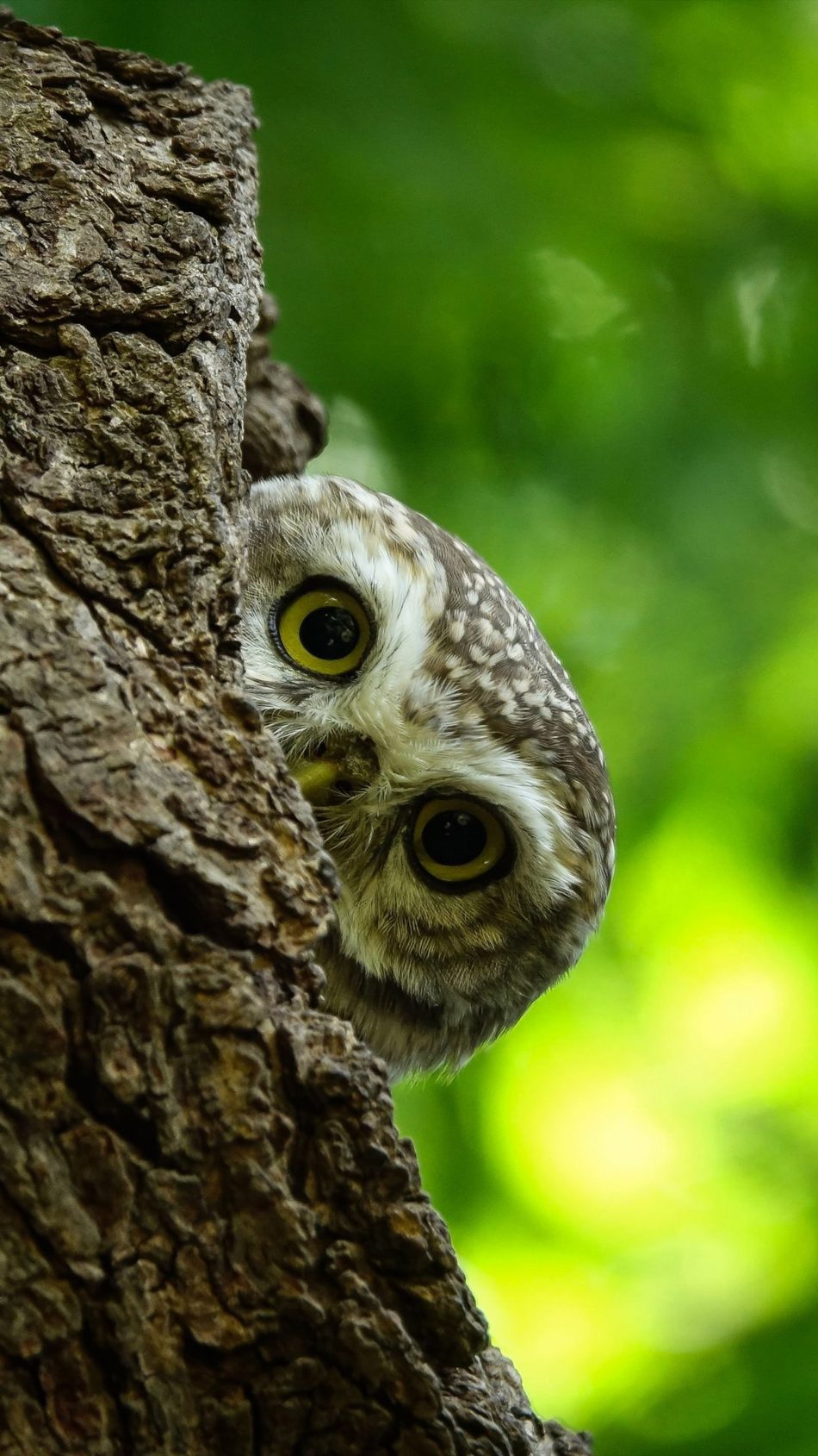 Owl Bird Stare Bokeh 4K Ultra HD Mobile Wallpaper