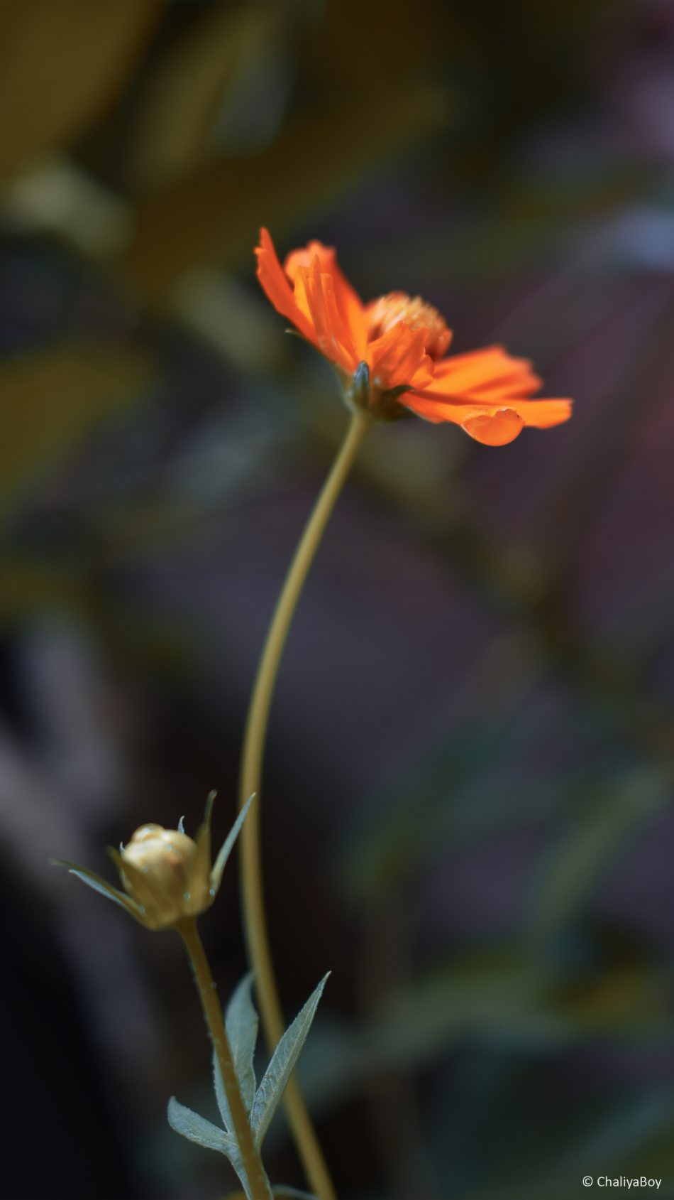 Coreopsis Tickseed Flower 4K Ultra HD Mobile Wallpaper
