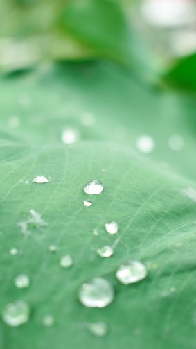 Leaf Water Drops Morning 4K Ultra HD Mobile Wallpaper