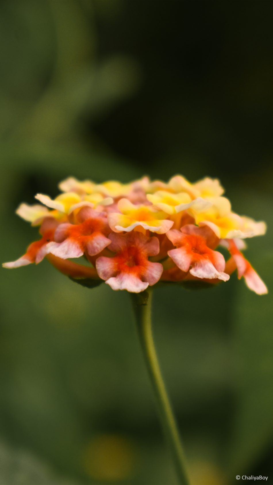 Lantana Flower Micro 4K Ultra HD Mobile Wallpaper