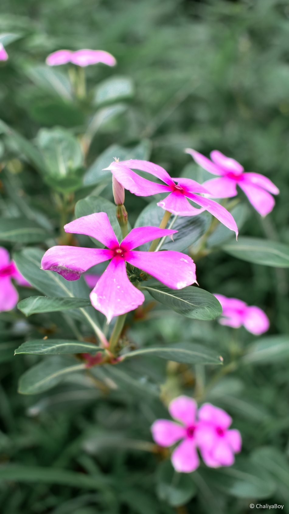 Madagascar Periwinkle Flower 4K Ultra HD Mobile Wallpaper