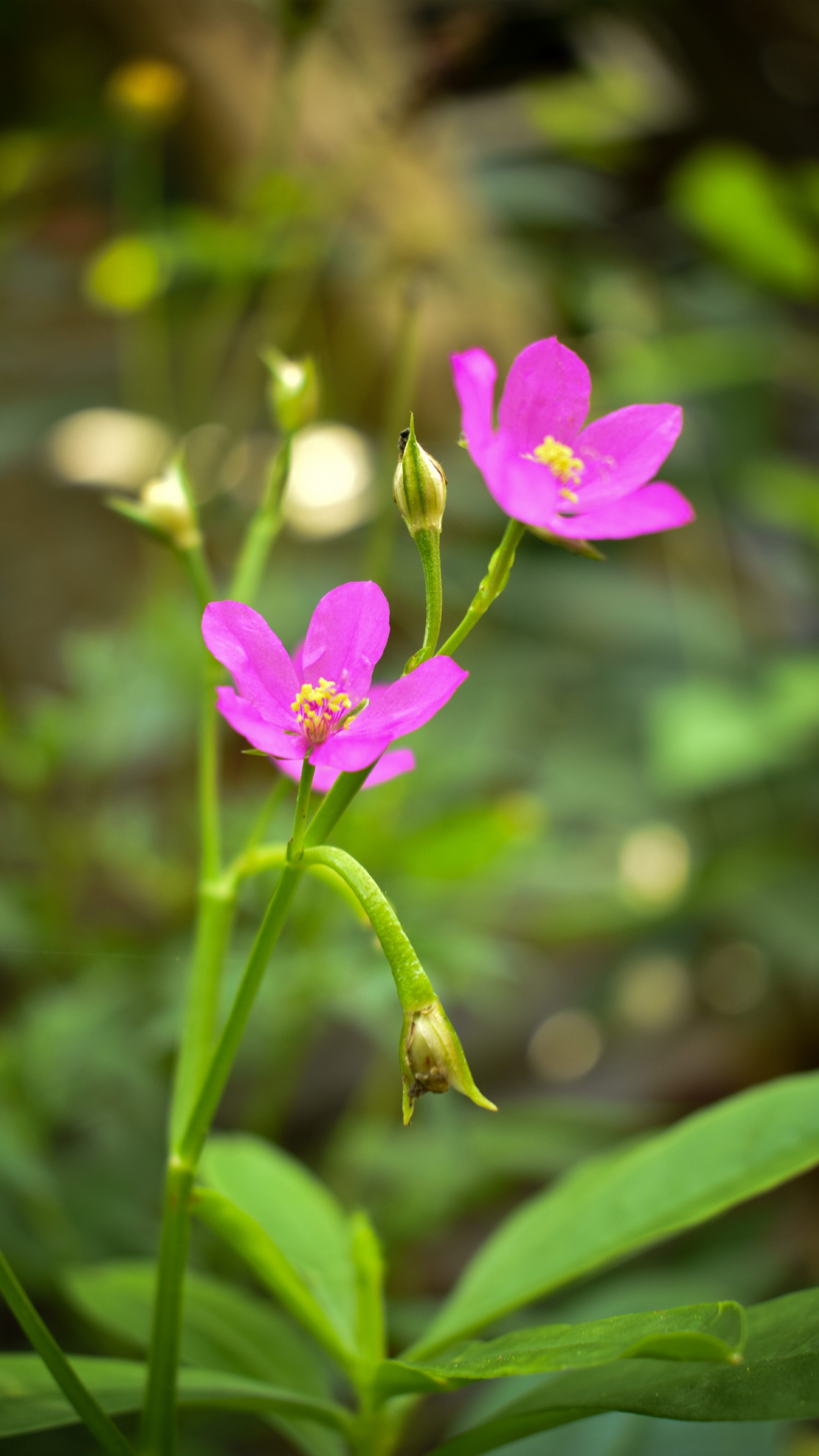 Pink Calandrinia Flower 4K Ultra HD Mobile Wallpaper