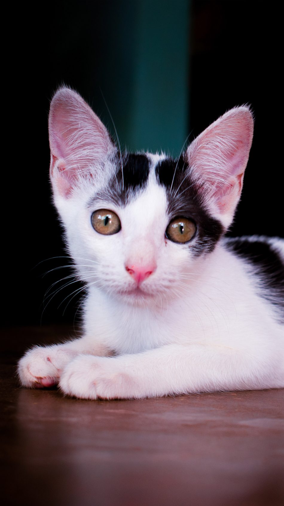 Spotty The Cutest Cat 4K Ultra HD Mobile Wallpaper