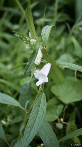 White Narrowleaf Flower 4K Ultra HD Mobile Wallpaper