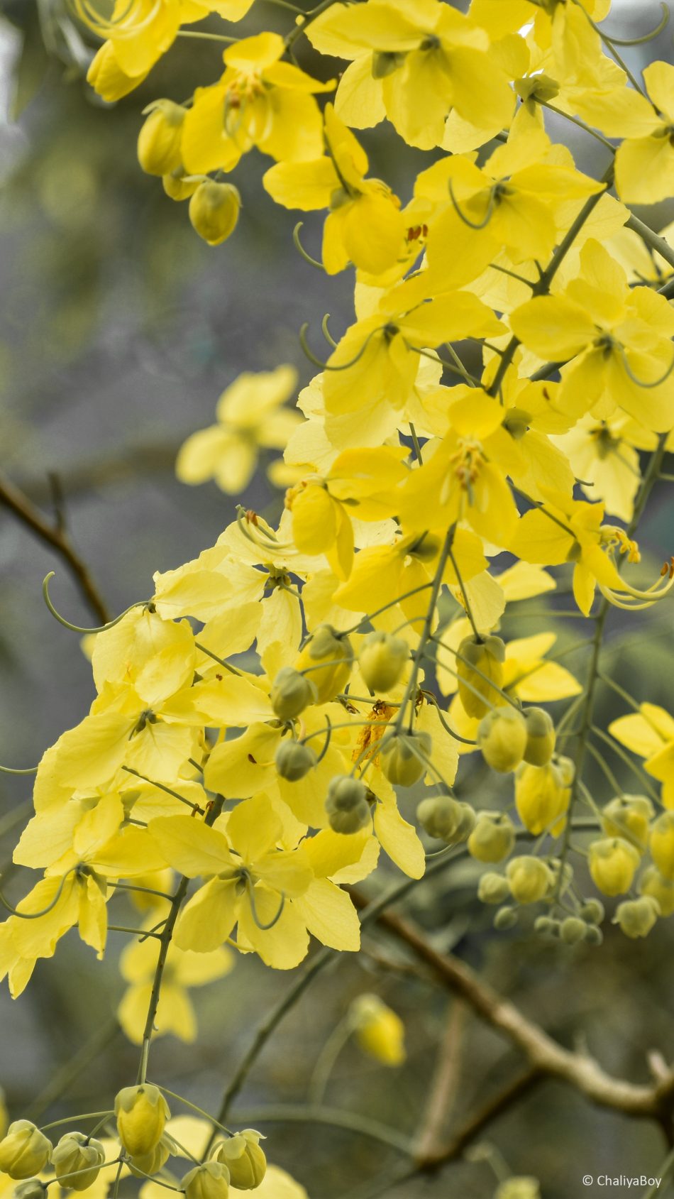 Yellow Golden Shower Flowers 4K Ultra HD Mobile Wallpaper