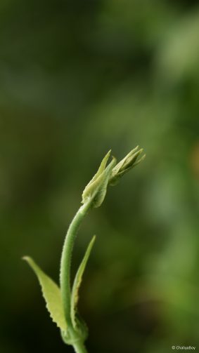 Grass Bud New Leaves 4K Ultra HD Mobile Wallpaper