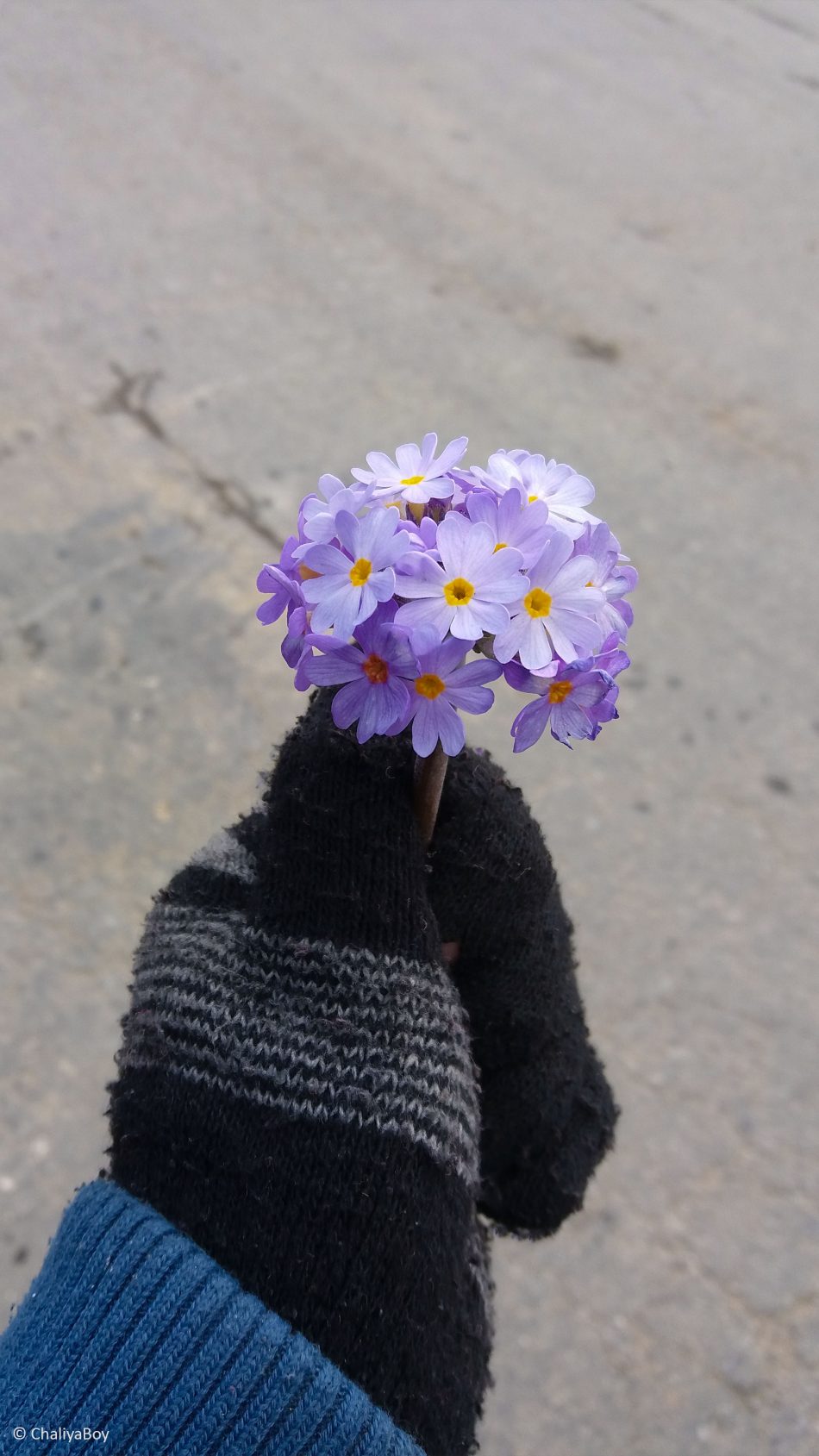 Purple Flower Hand Winter 4K Ultra HD Mobile Wallpaper