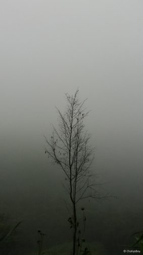Tree Fog Rain Hills 4K Ultra HD Mobile Wallpaper