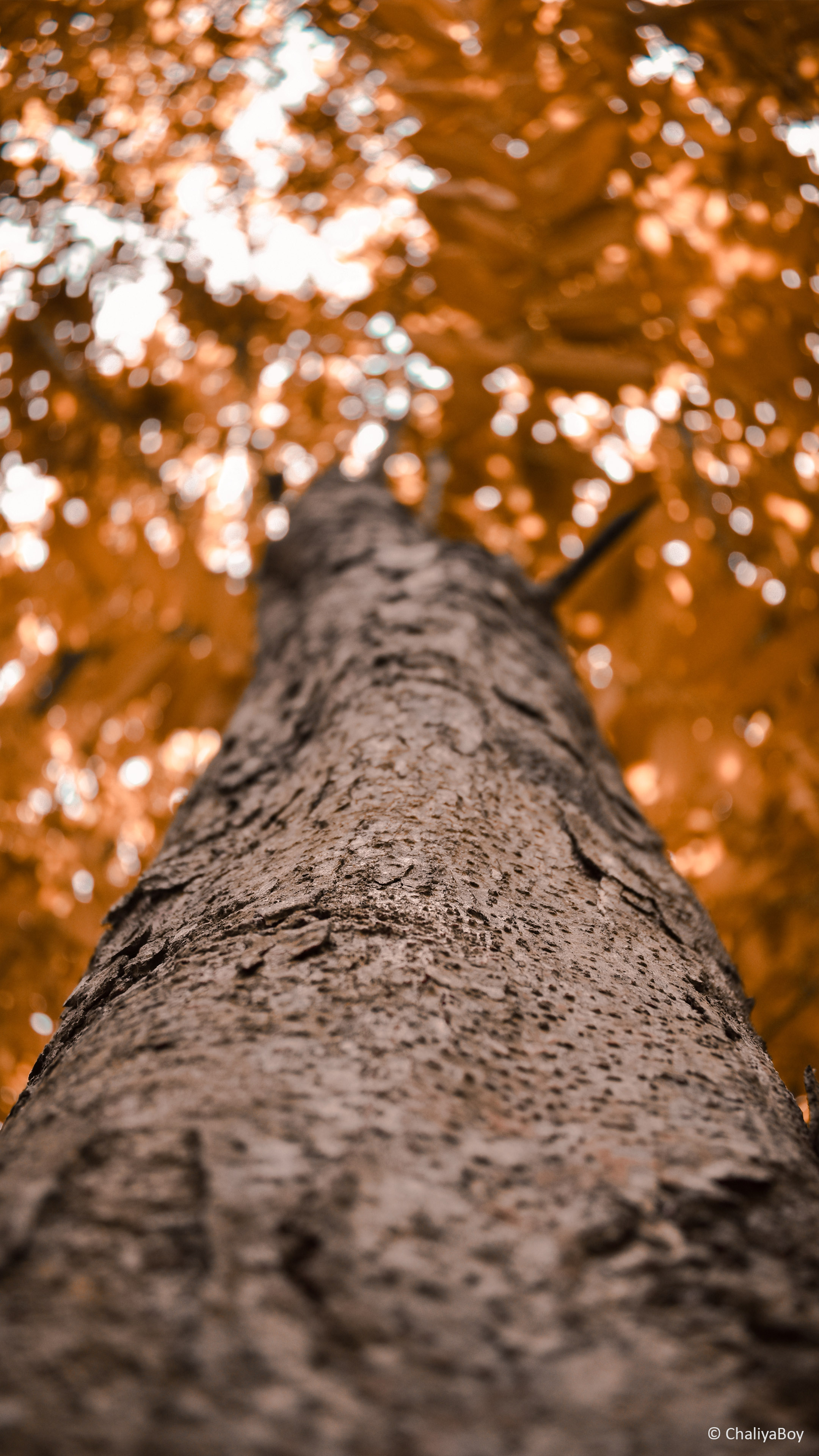 Tree Looking Up Photography 4K Ultra HD Mobile Wallpaper