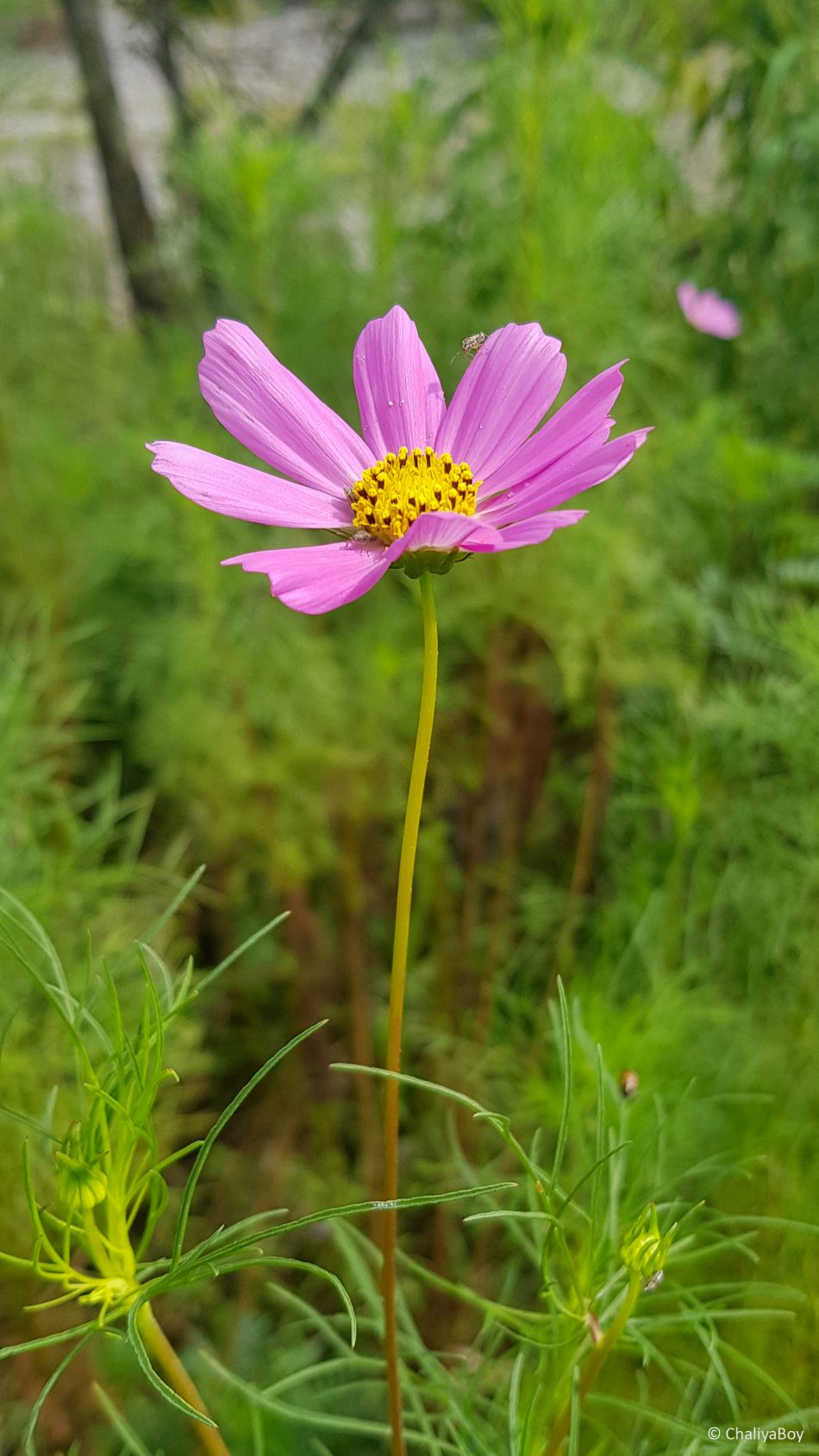 Beautiful Pink Flower Photography 4K Ultra HD Mobile Wallpaper