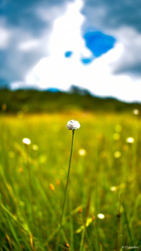 Flower Bokeh Greenfield Cloud 4K Ultra HD Mobile Wallpaper