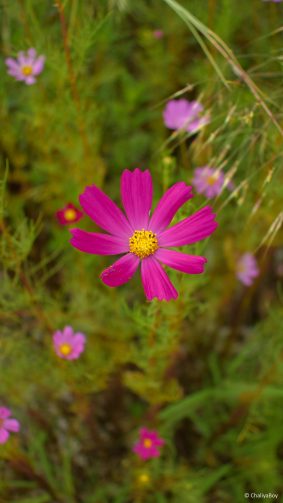 Pink Flower Garden Photography 4K Ultra HD Mobile Wallpaper