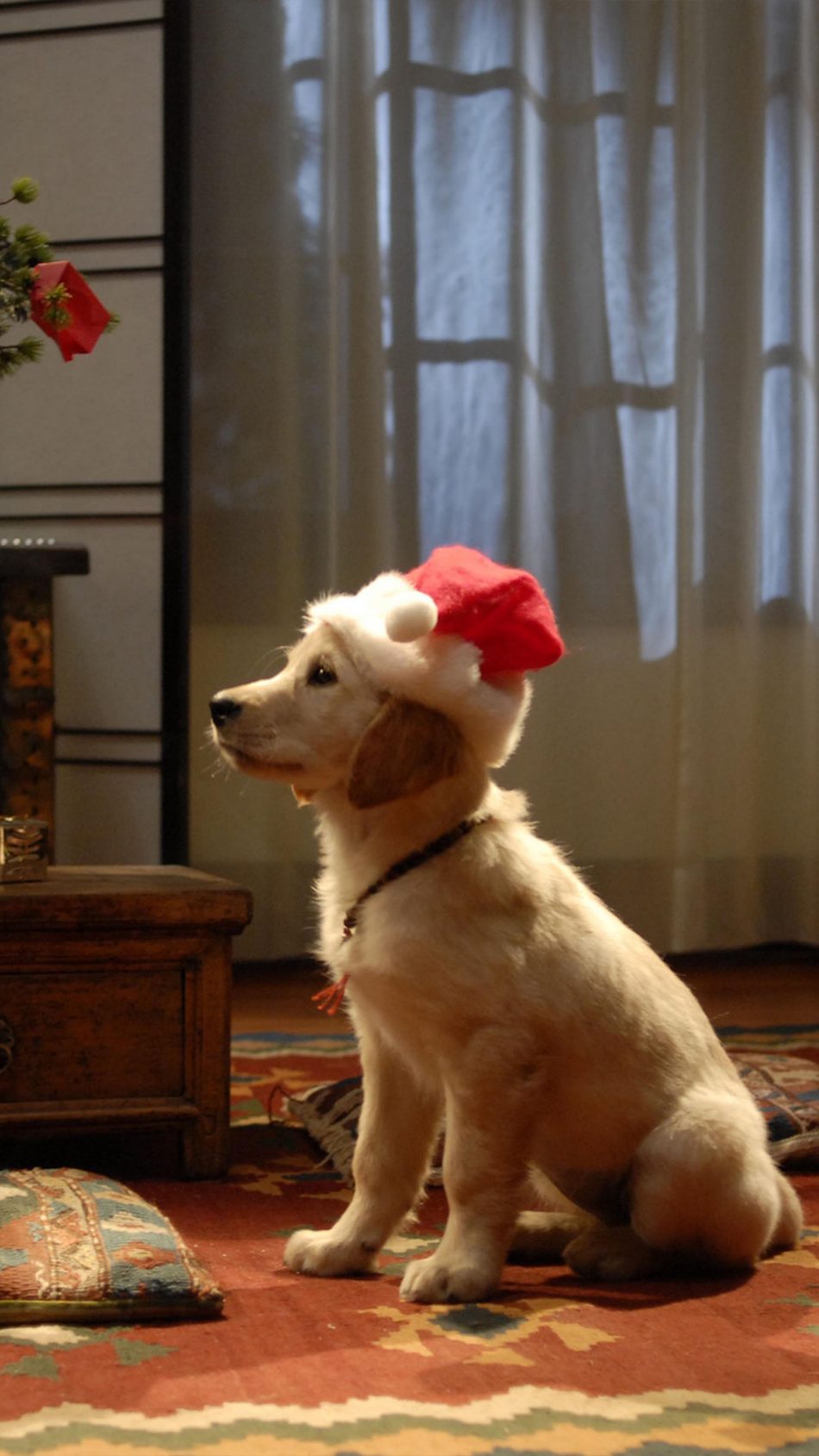 Dog Santa Hat Christmas 4K Ultra HD Mobile Wallpaper