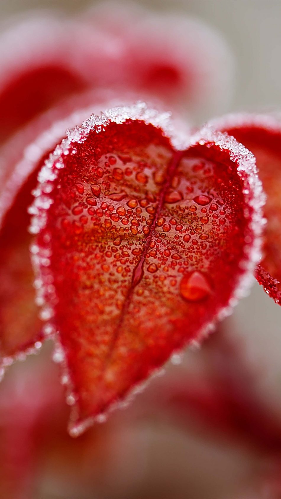 Red Leaves Frosty Winter 4K Ultra HD Mobile Wallpaper