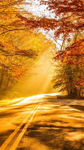 Fall Foliage Autumn Road 4K Ultra HD Mobile Wallpaper