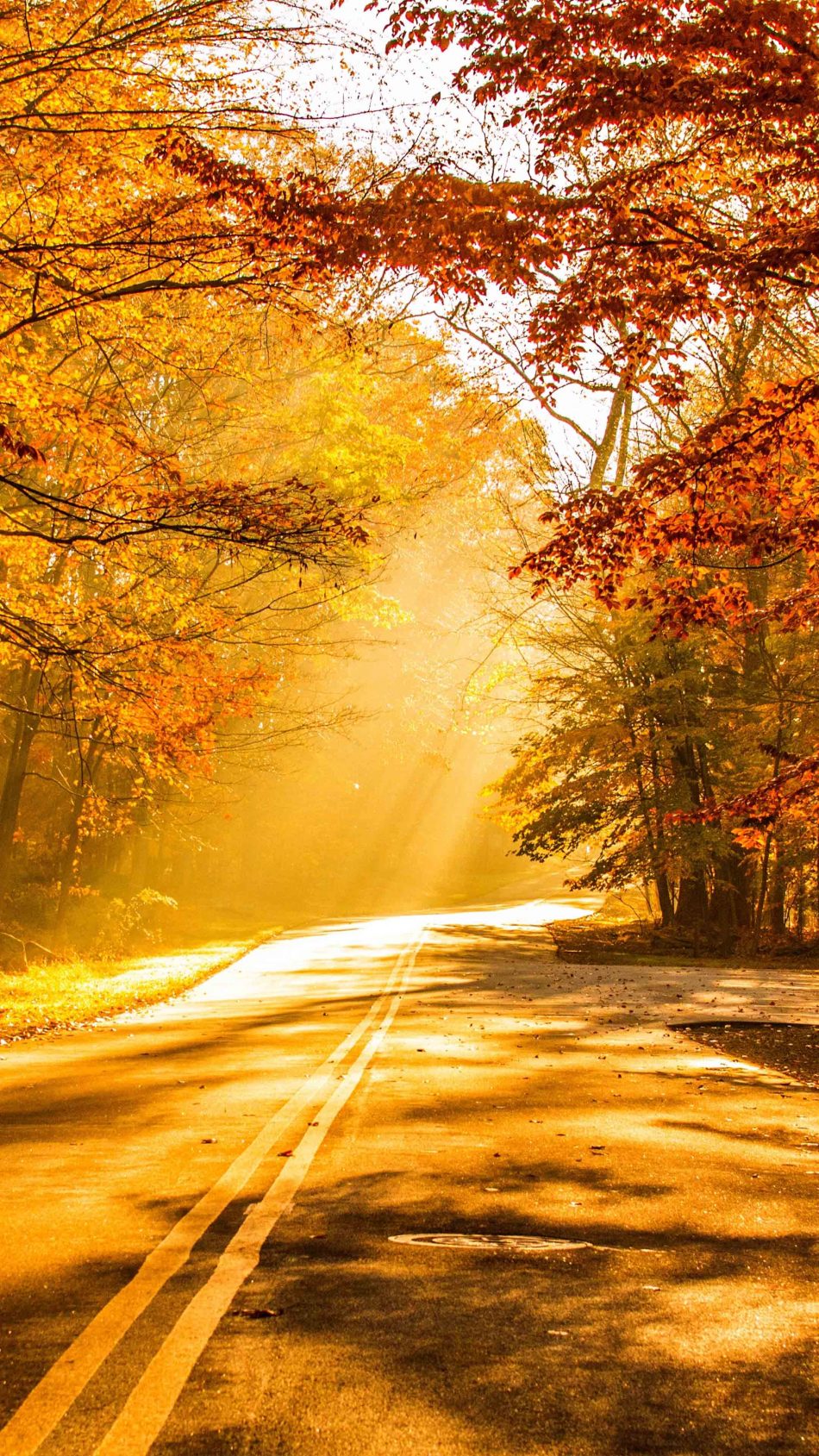 Fall Foliage Autumn Road 4k Ultra Hd Mobile Wallpaper