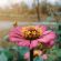 Dahlia Flower Sun Ray 4K Ultra HD Mobile Wallpaper