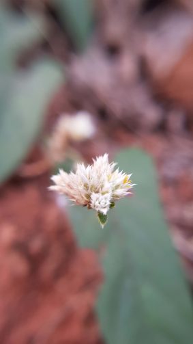 Dry Day Flower Jungle 4K Ultra HD Mobile Wallpaper