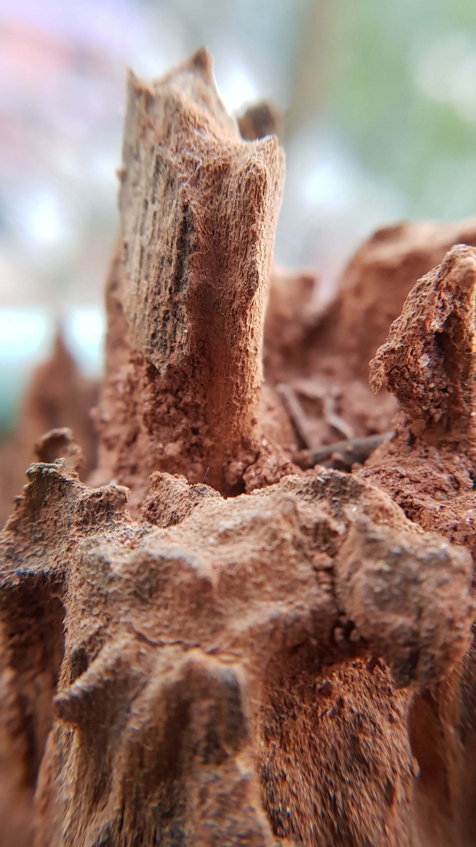 Dry Tree Covered By Termite Mud 4K Ultra HD Mobile Wallpaper