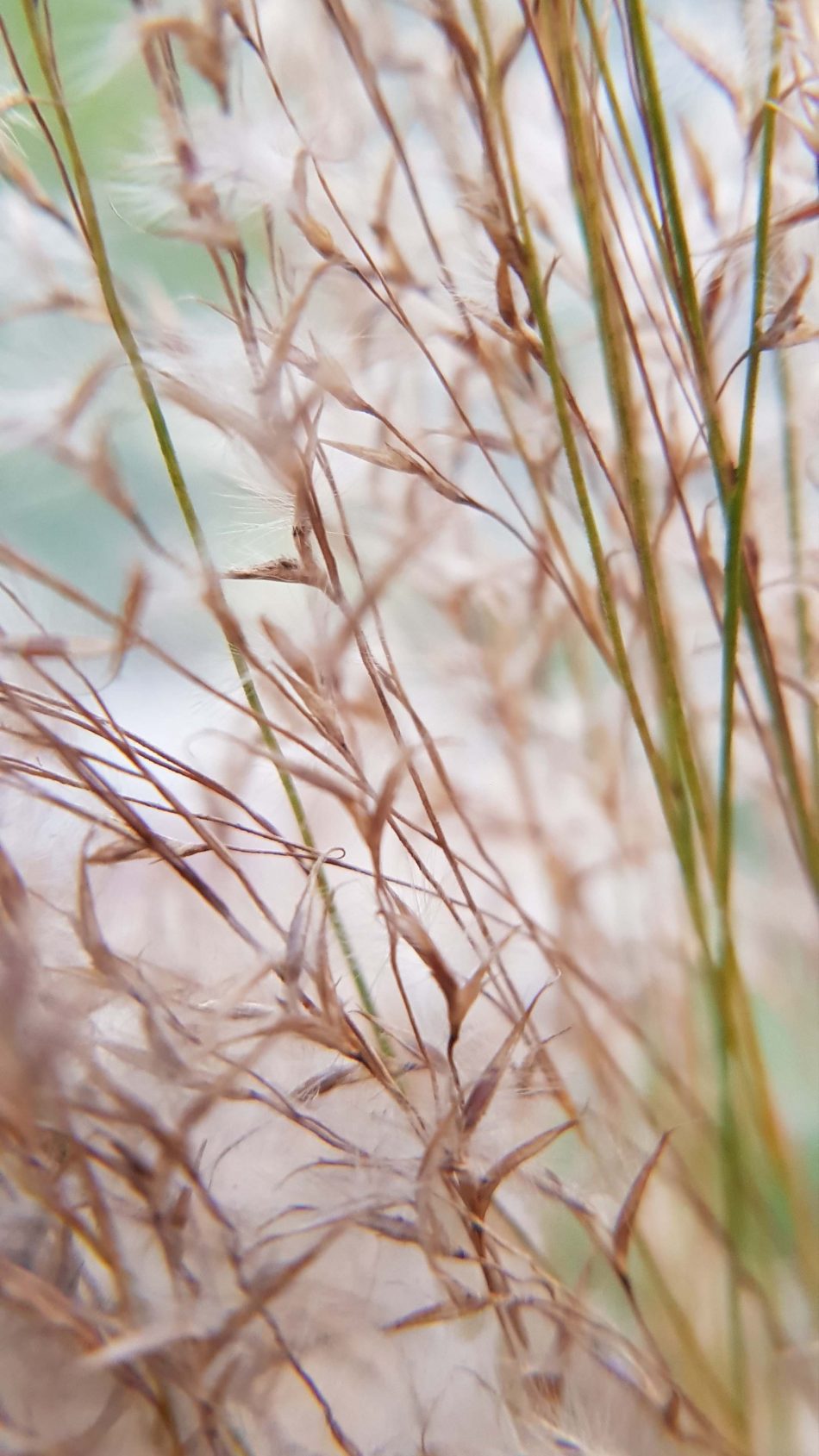 Grass Branches Wind 4K Ultra HD Mobile Wallpaper