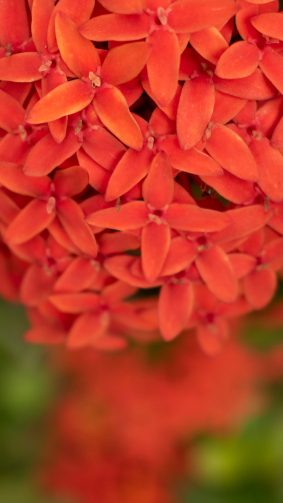 Red Ixora Flower Micro 4K Ultra HD Mobile Wallpaper