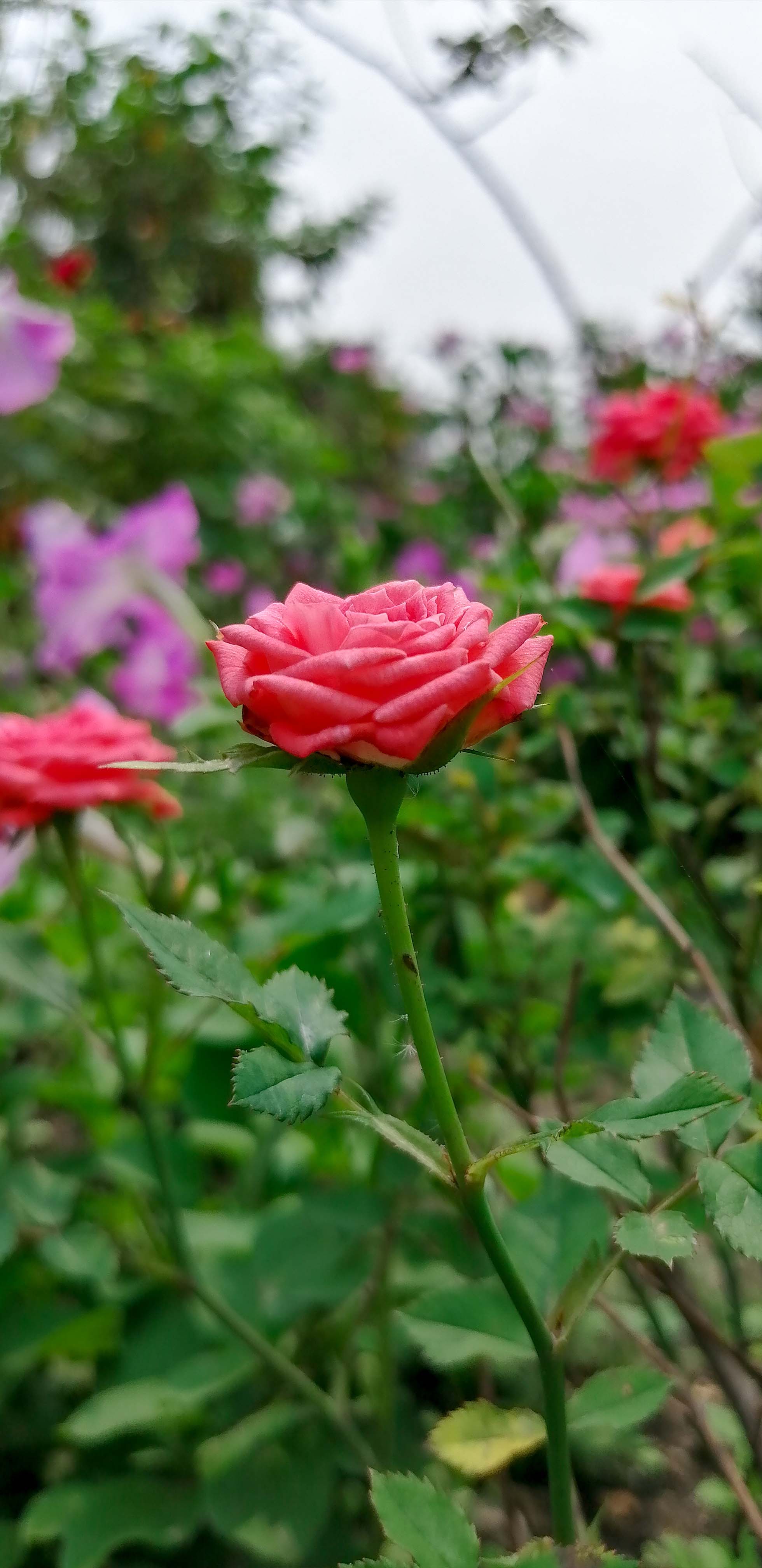 Rose Flower Garden 4K Ultra HD Mobile Wallpaper