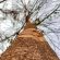 Tree Leafless Winter Fall 4K Ultra HD Mobile Wallpaper