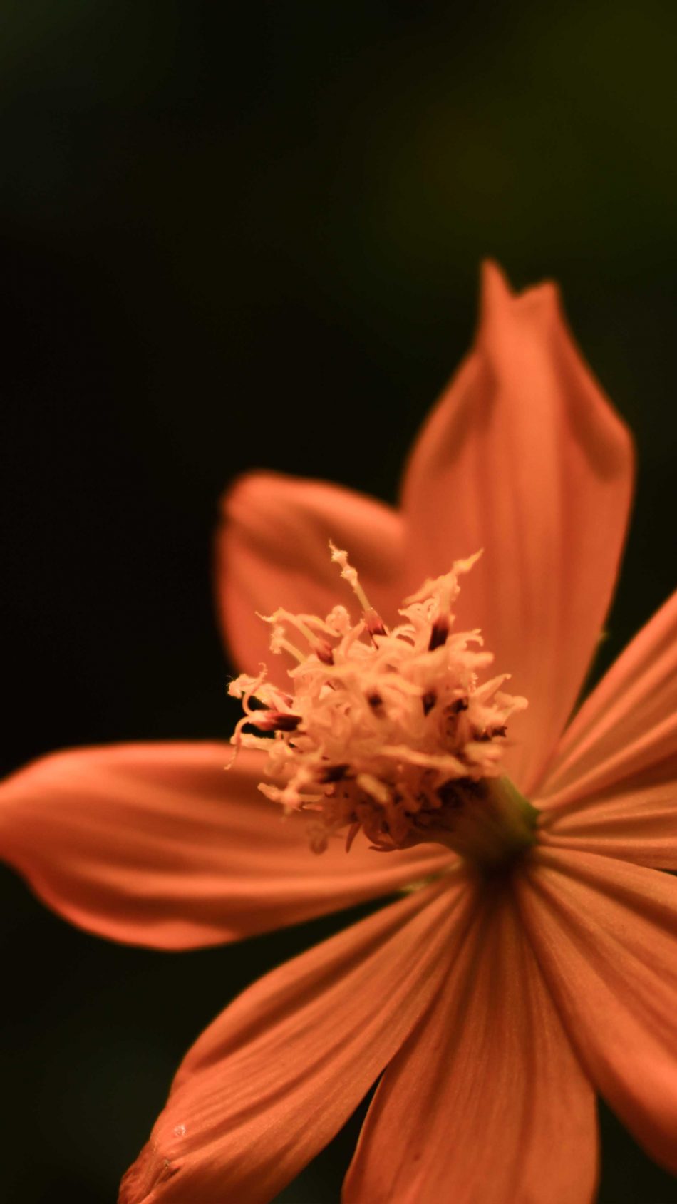 Yellow Orange Coreopsis Tickseed Flower Micro 4K Ultra HD Mobile Wallpaper