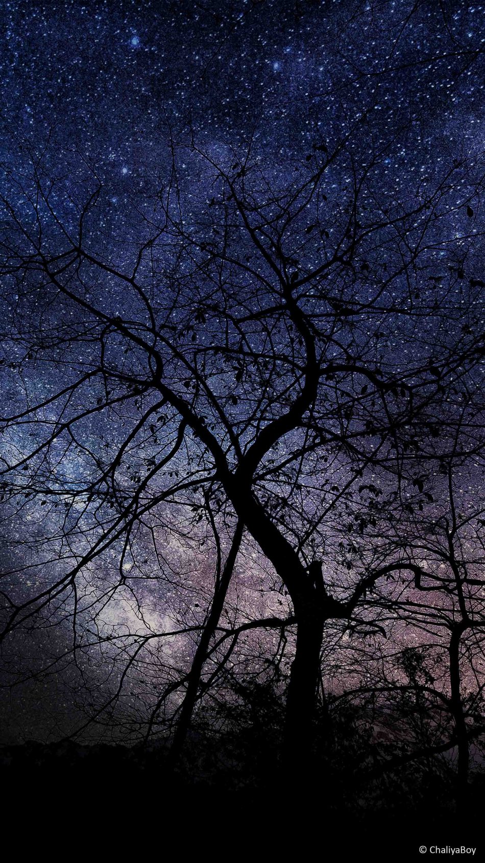 Night Tree Milky Way Photography 4K Ultra HD Mobile Wallpaper