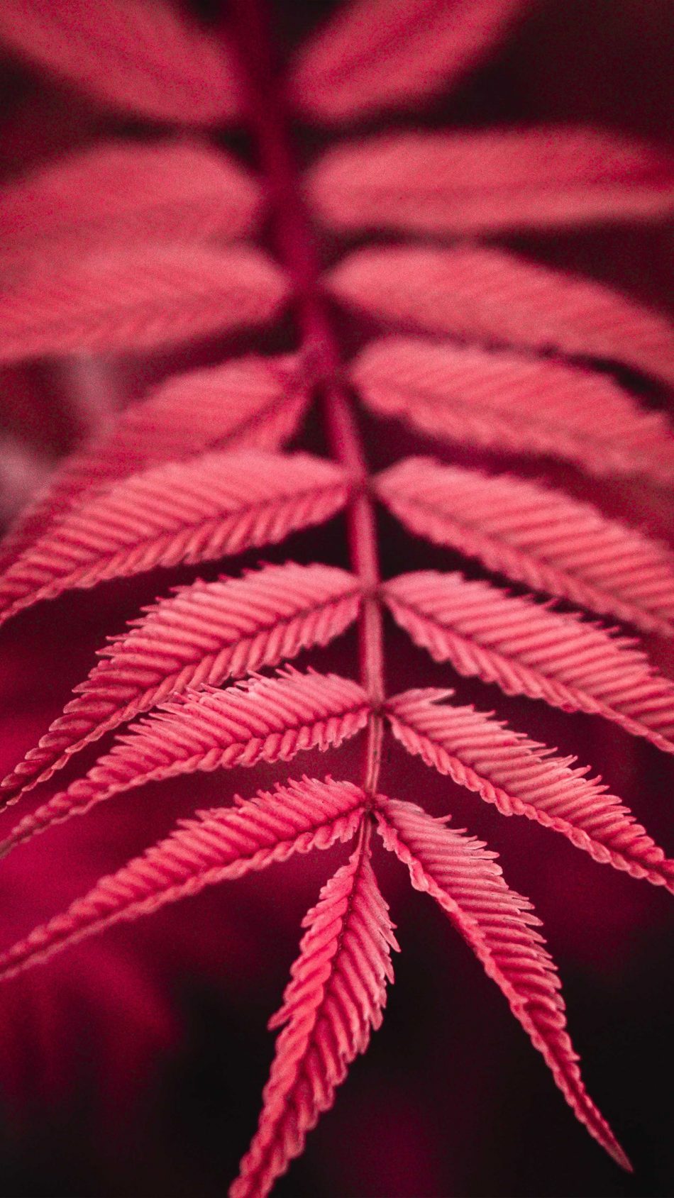 Red Plant Leaves 4K Ultra HD Mobile Wallpaper