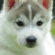 Cute Husky Puppy 4K Ultra HD Mobile Wallpaper