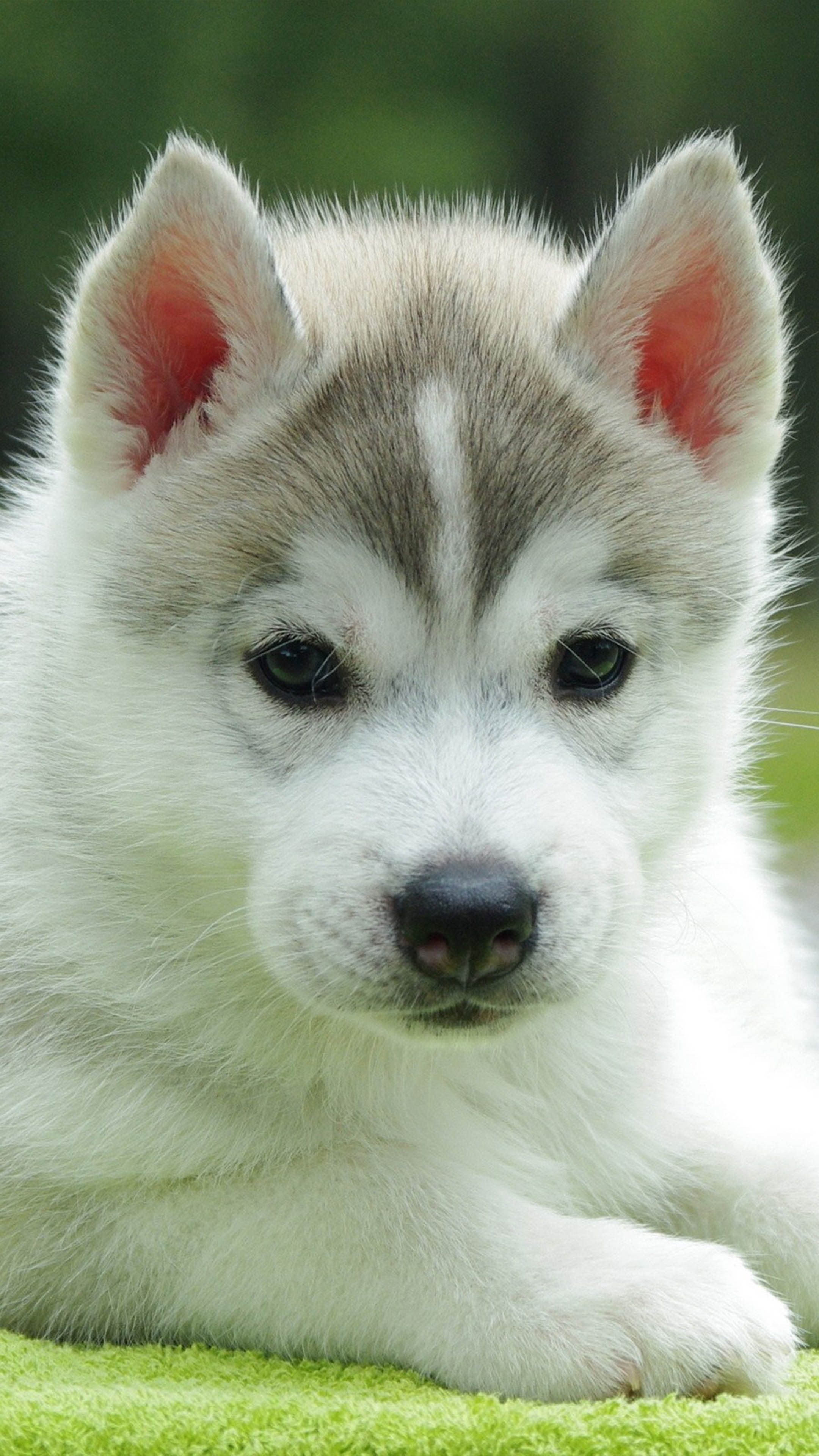 Cute Husky Puppy 4K Ultra HD Mobile Wallpaper