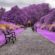 Garden Botanical Park Purple 4K Ultra HD Mobile Wallpaper