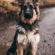 German Shepherd Dog Sits 4K Ultra HD Mobile Wallpaper