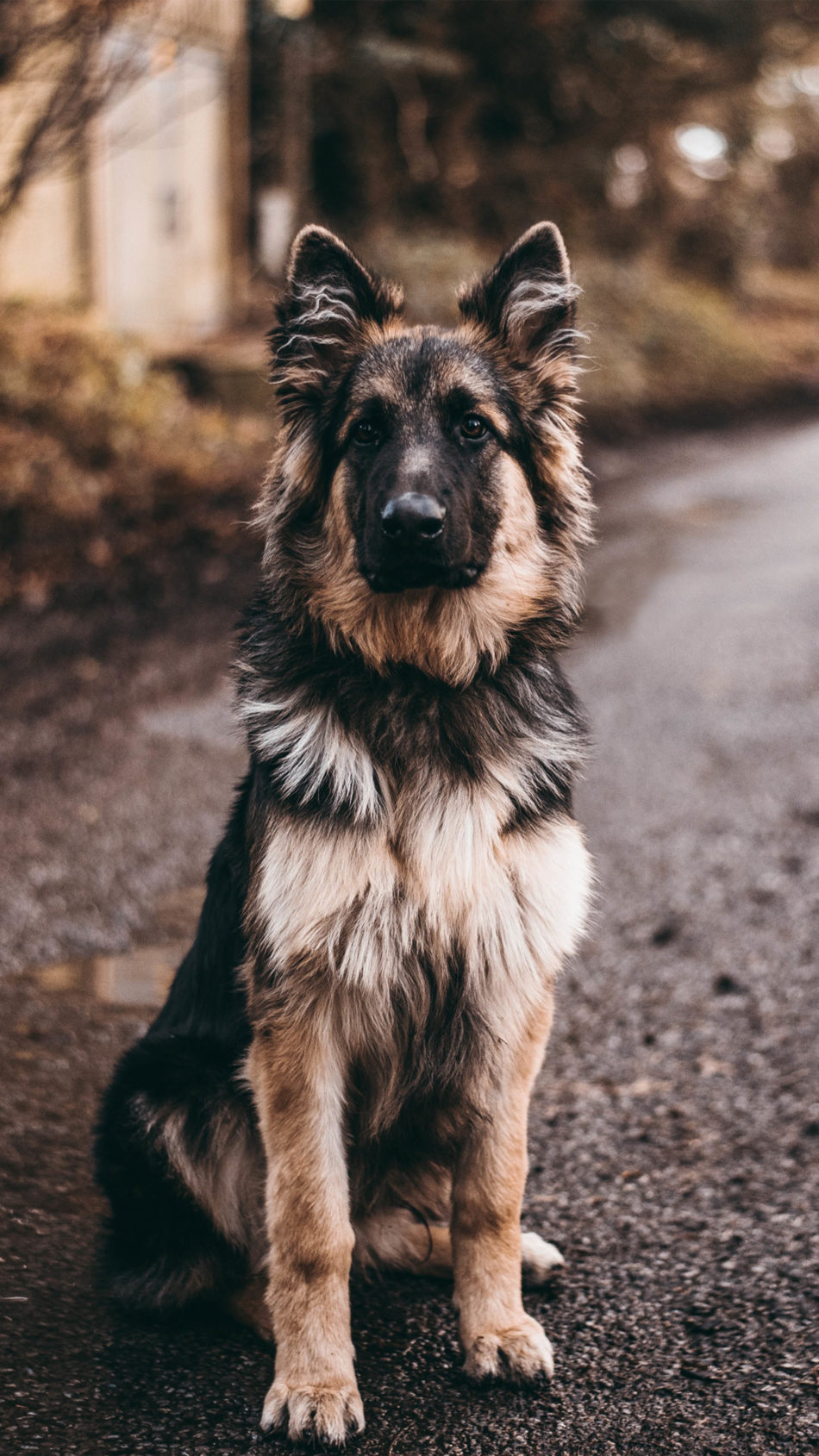 German Shepherd Dog Sits 4K Ultra HD Mobile Wallpaper