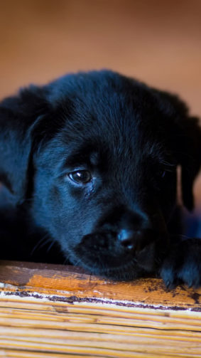 Puppy Labrador Sad Look 4K Ultra HD Mobile Wallpaper