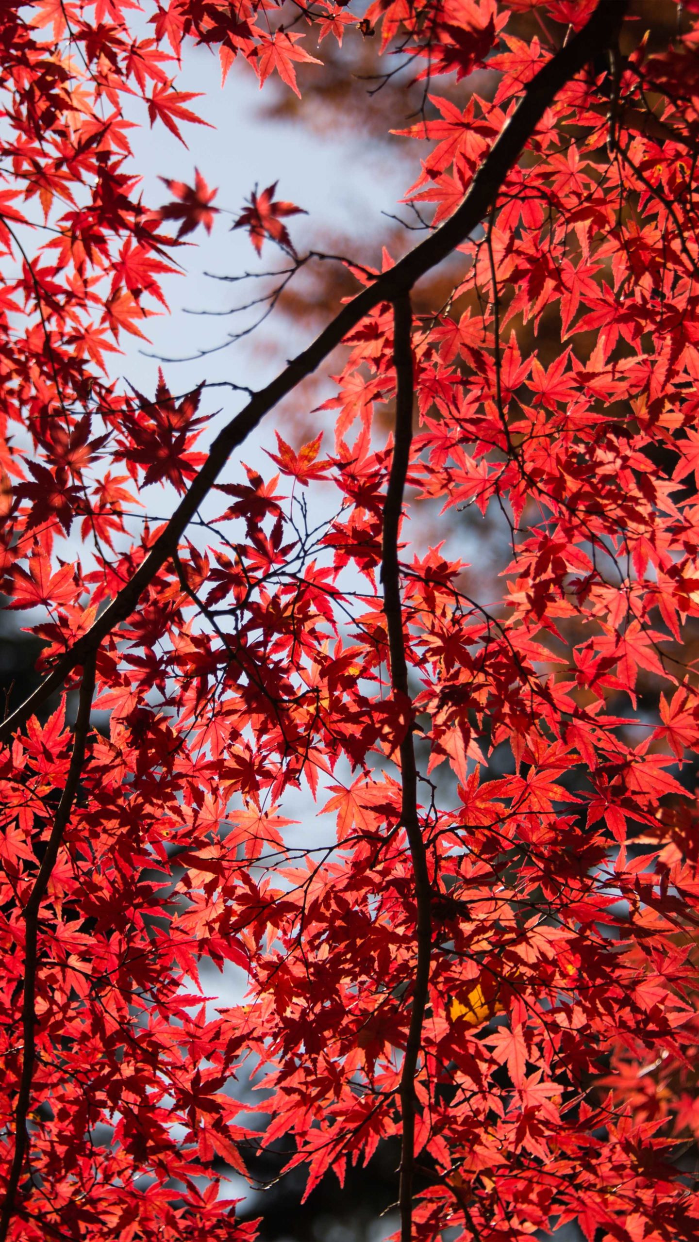 Red Maple Tree Leaves 4K Ultra HD Mobile Wallpaper